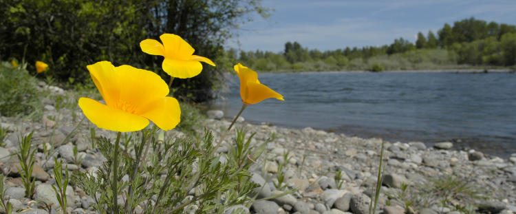 California Poppies on the Rogue River