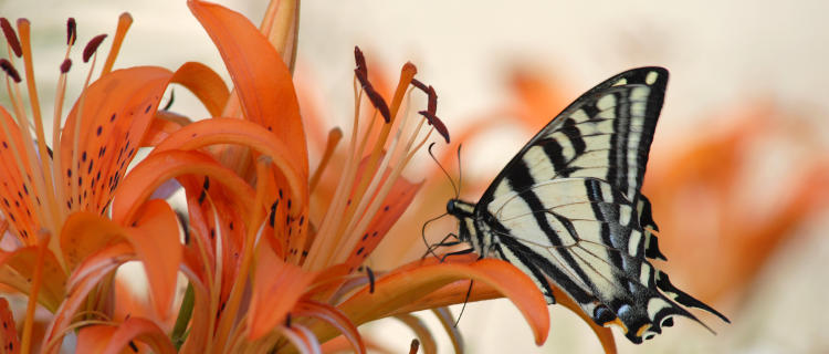 Swallowtail Butterfly.