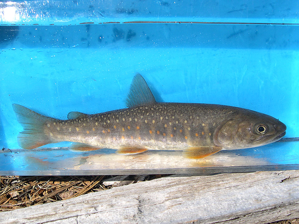 Bull Trout, Odell Lake Smu – Oregon Conservation Strategy