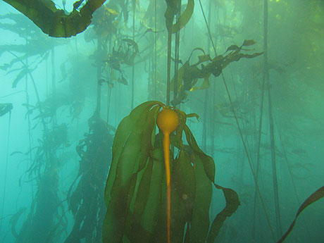 bull kelp uses
