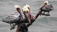 CA-brown-pelican_Kathy-Munsel_460.jpg