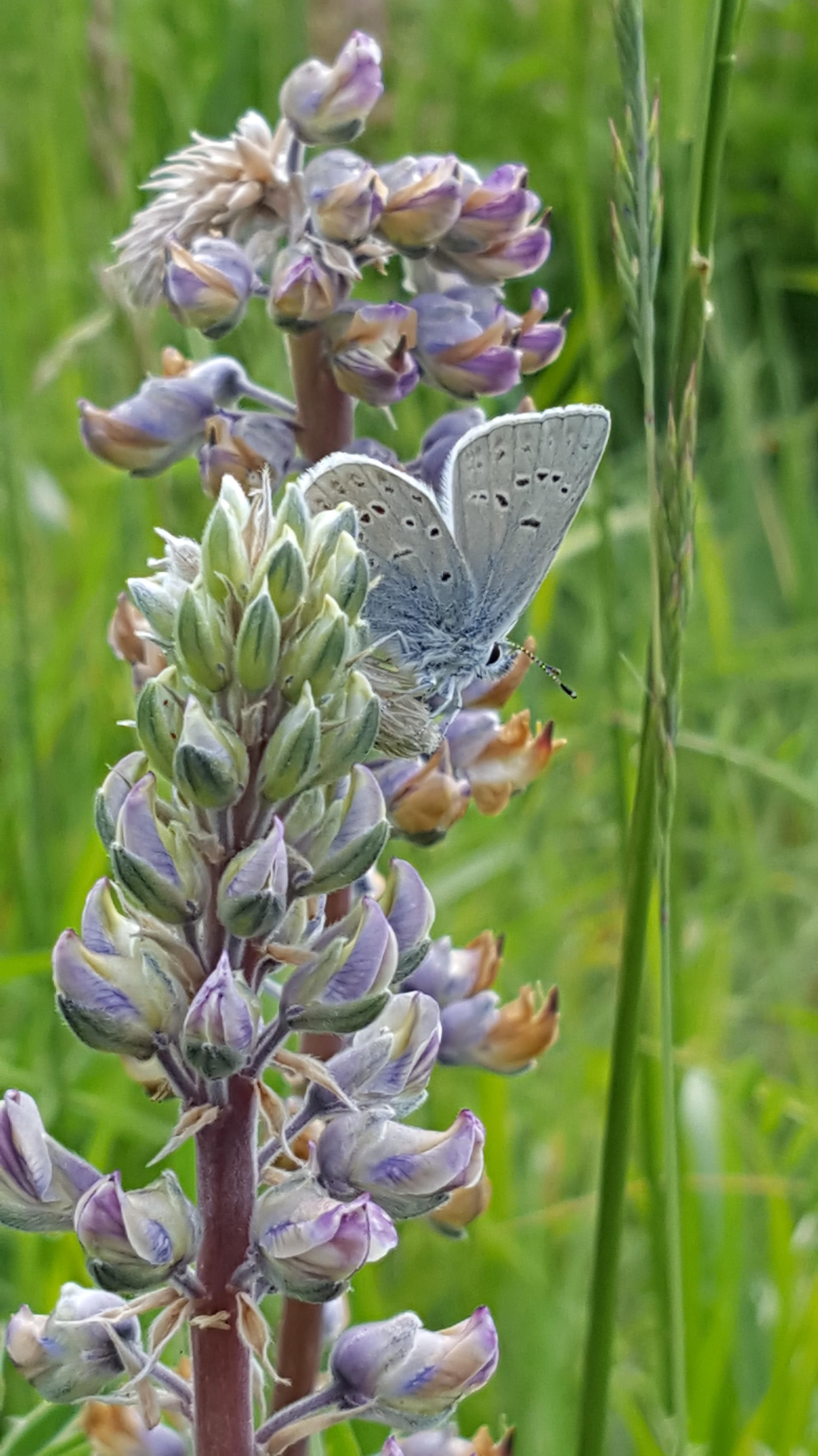 Fender's Blue Butterfly on lupine in the Mount Richmond conservation easement.