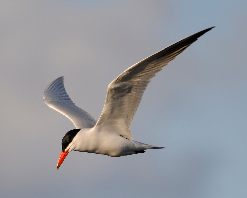 Caspian Tern Oregon Conservation Strategy