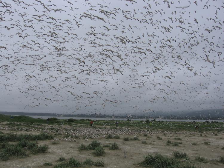 flock of birds in the air over a marsh
