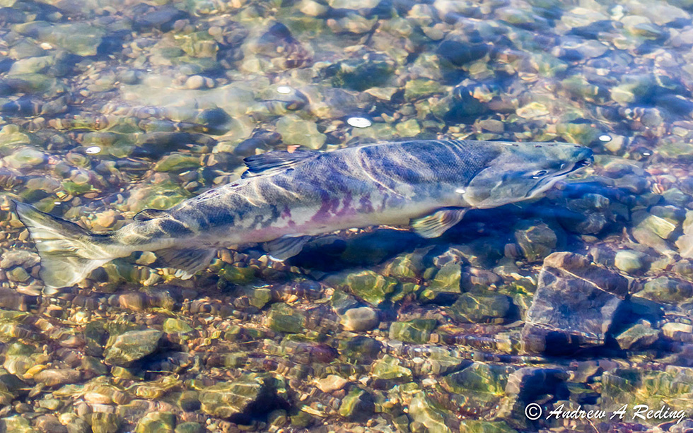 Chum Salmon, Lower Columbia SMU Oregon Conservation Strategy