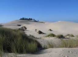 Oregon Coastal Dunes