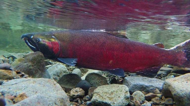 Coho Salmon, Coastal SMU – Oregon Conservation Strategy