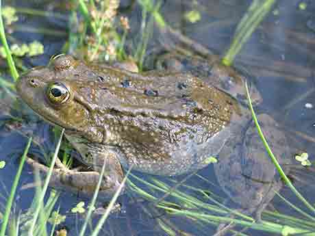 Columbia-Spotted-Frog-Adult_USGS_460.jpg