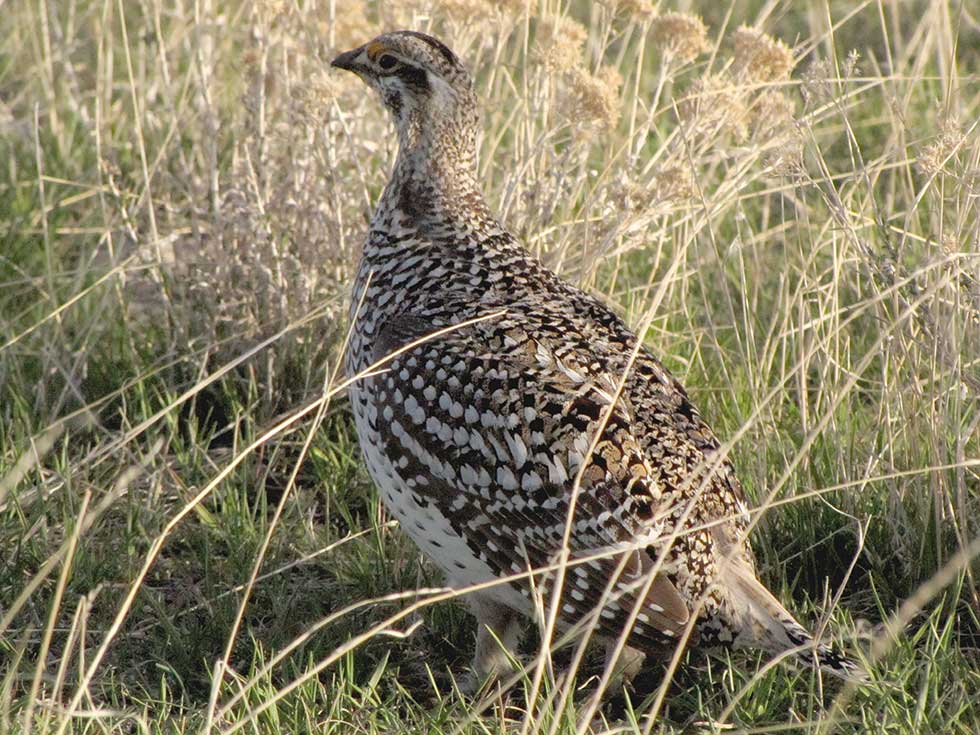 Columbian Sharptailed Grouse Oregon Conservation Strategy