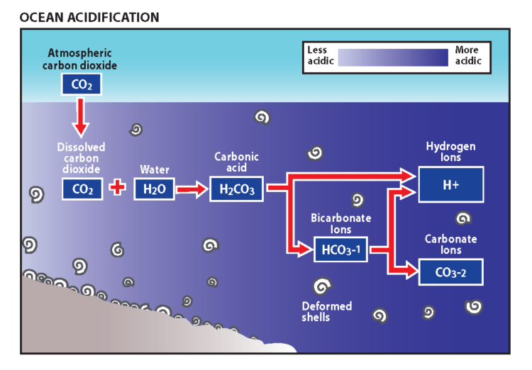 Ocean acidification diagram