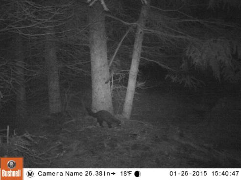 Fisher recorded via trail camera