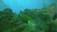 Grass_rockfish_Oregon_Coast_Aquarium_460.jpg