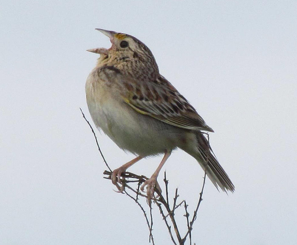 Grasshopper Sparrow – Oregon Conservation Strategy