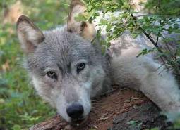Gray-wolf-male_460.jpg