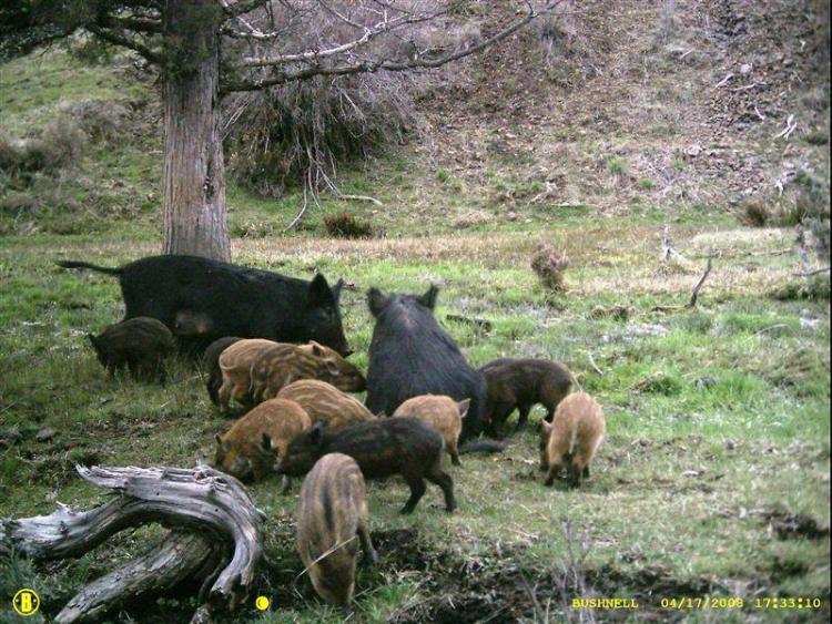 Invasive feral swine