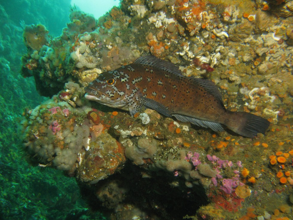 Kelp greening in rocky reef habitat