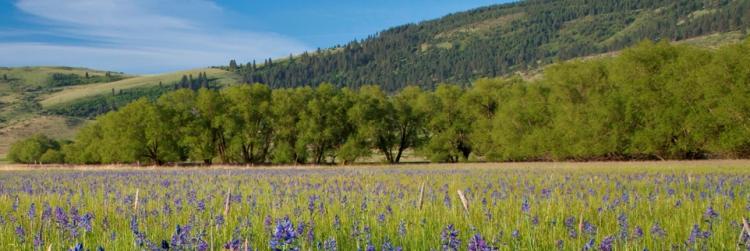 Wildflowers and oak woodlands at the Ladd Marsh Wildlife Area, La Grande, OR.
