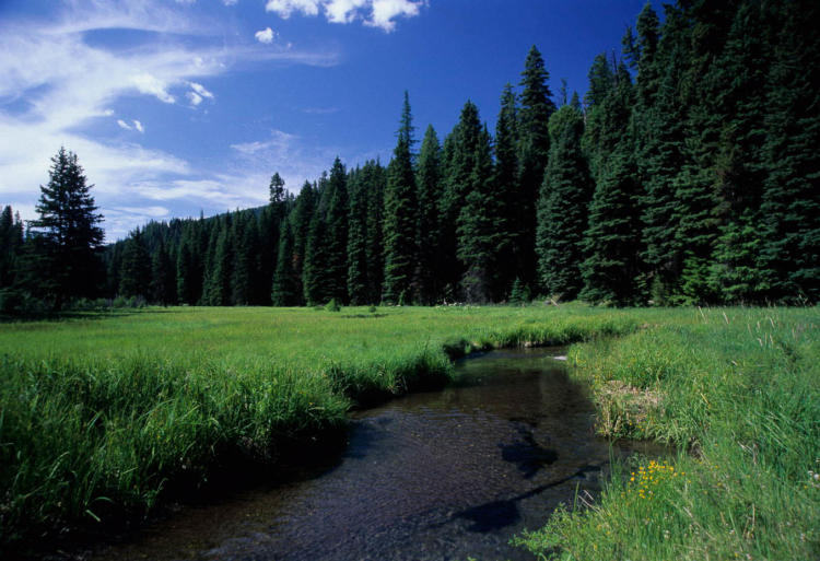 A narrow, slow river runs through a green, grassy field with a forest in the background on a sunny day