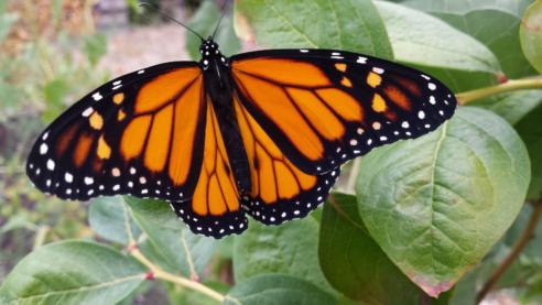 Monarch Butterfly – Oregon Conservation Strategy