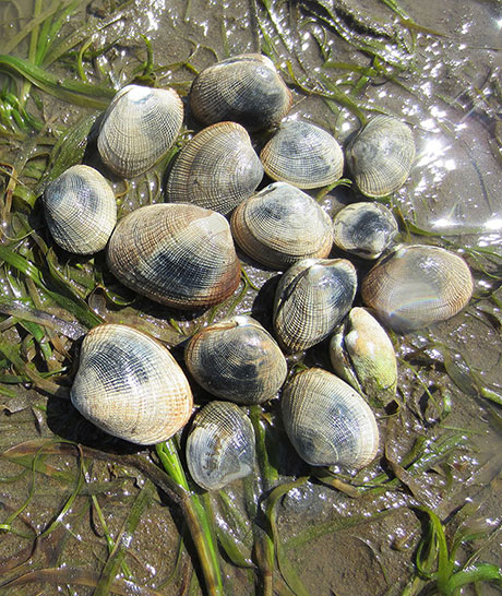 clam scientific name