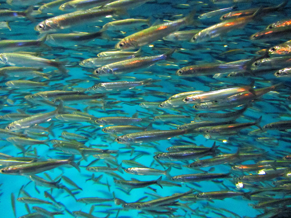 Northern Anchovy Oregon Conservation Strategy