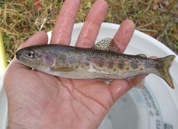 Oregon-Basin-Redband-Trout_Terry-Smith-USFS-Fremont-Winema-National-Forest_460-5.jpg