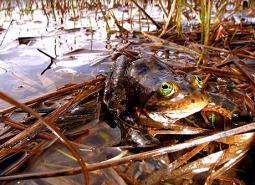 Oregon-Spotted-Frog_Teal-Waterstrat_USFWS_460.jpg