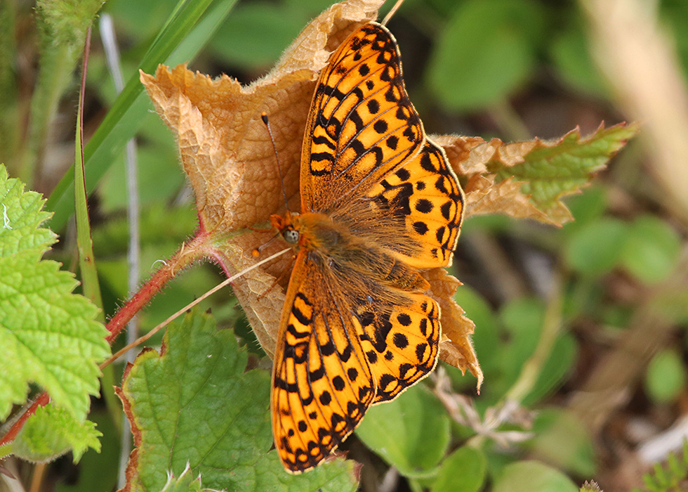 Oregon Silverspot Butterfly Oregon Conservation Strategy