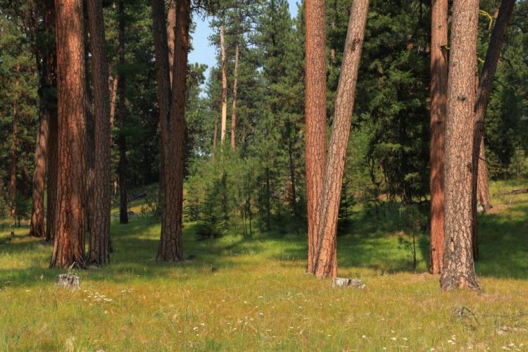 Ponderosa Pine Woodlands Strategy Habitat, within the Ochoco National Forest, in Oregon.