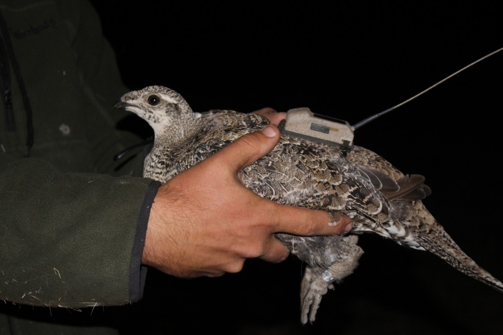 Greater sage-grouse with solar powered GPS transmitter