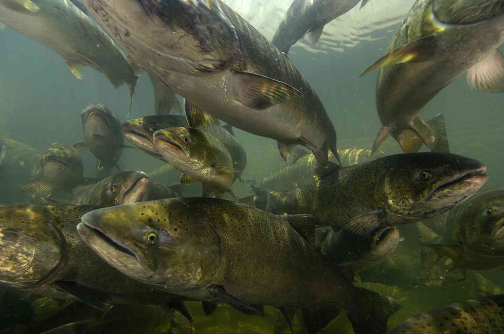 Chinook Salmon – Oregon Conservation Strategy