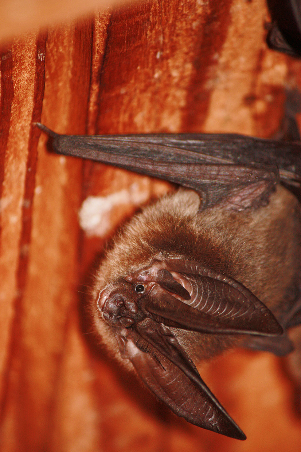 Townsend’s Big-eared Bat – Oregon Conservation Strategy