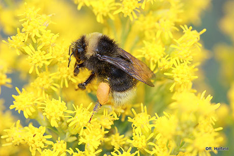 Western Bumble Bee