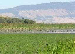 Ducks on a wetland in Ladd Marsh Wildlife Area, Oregon