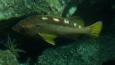 Yellowtail_rockfish_Linda_Snook_NOAA_CBNMS_NOAA_photo_library_crop