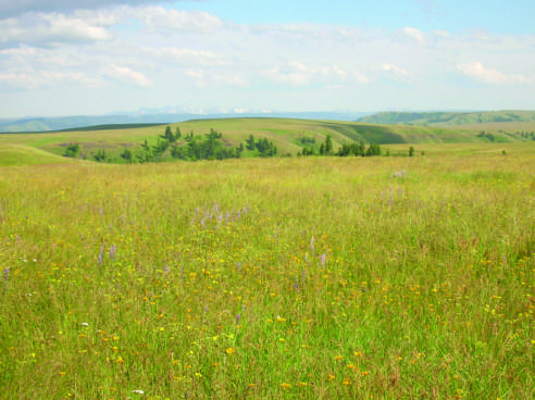 The Zumwalt Prairie in the Blue Mountains Ecoregion. 