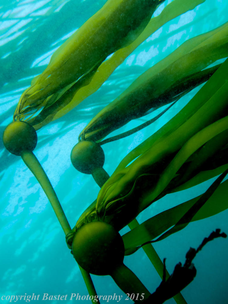 Bull kelp