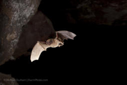 A long-legged bat (Myotis volans) flying out of Pond Cave in Craters of the Moon National Monument, Idaho.