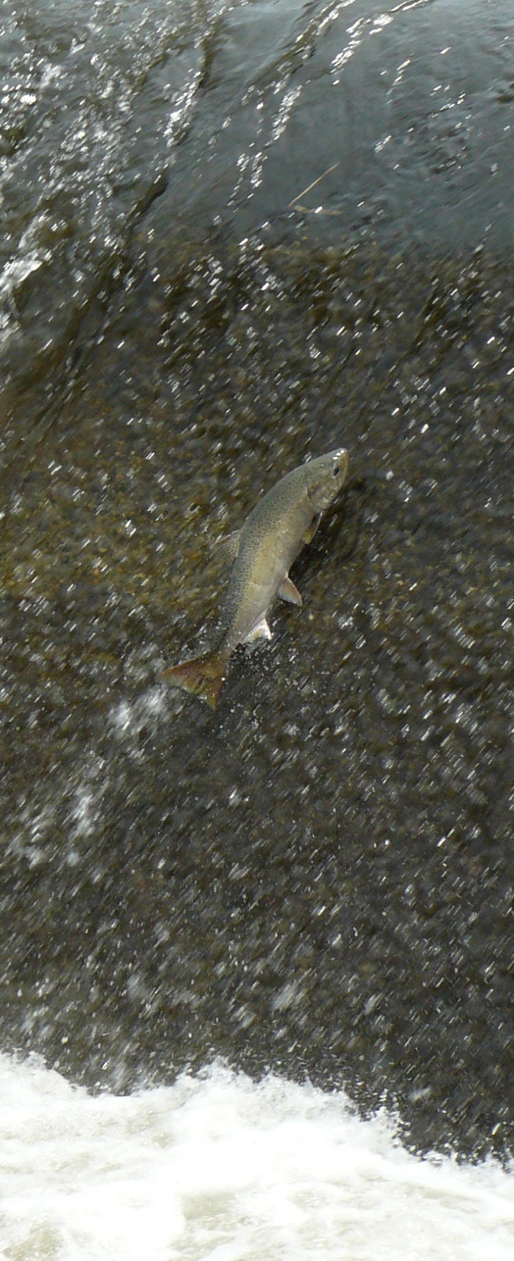 A Spring Chinook leaping at Nursery Bridge Dam in the Walla Walla River near Milton-Freewater, Oregon. 