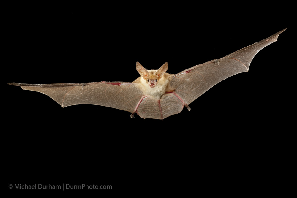 Pallid Bat Genus Species at Teresa Wunder blog