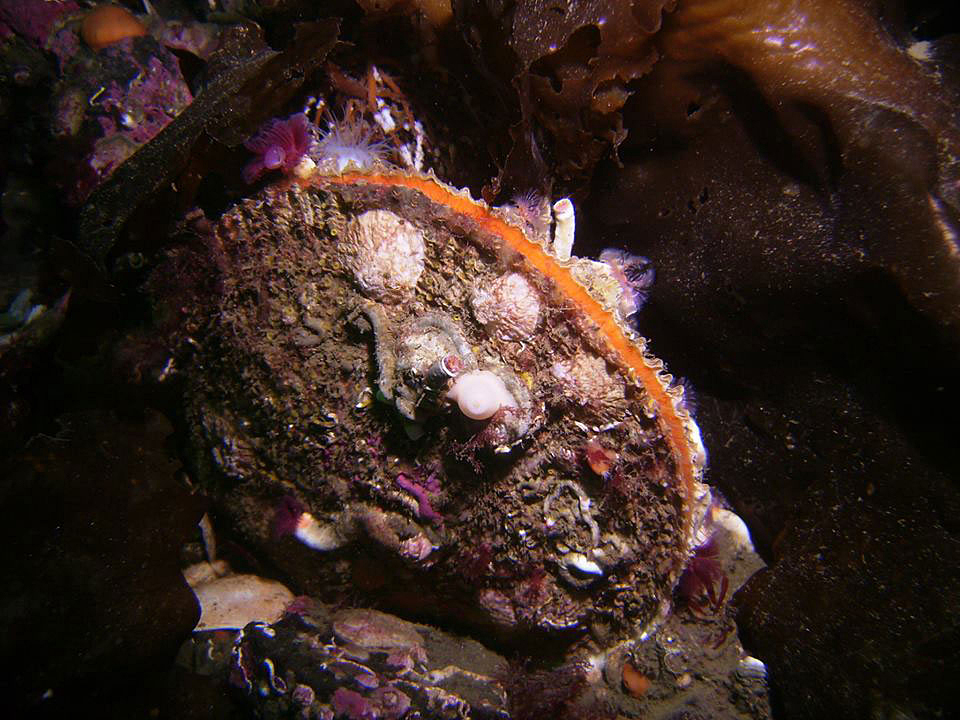 Rock Scallop Oregon Conservation Strategy