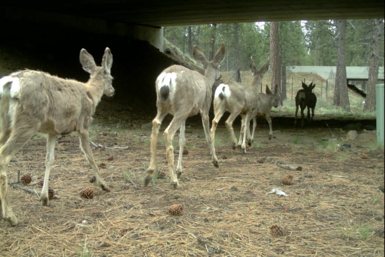 Barriers to Animal Movement – Oregon Conservation Strategy